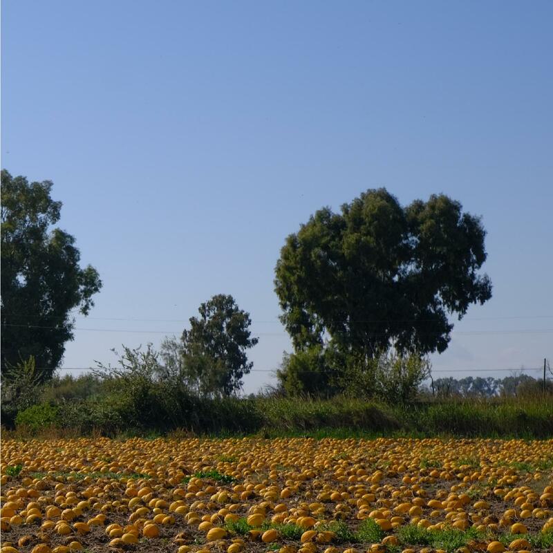 Campo coltivato con il melone giallo | unifruit